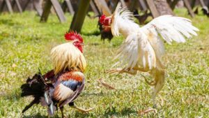Kenali Kemampuan Petarung Di Judi Sabung Ayam Online