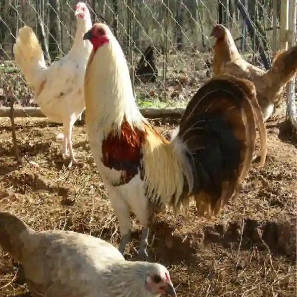 Kisah Legendaris Ayam Aduan yang Sering Menang